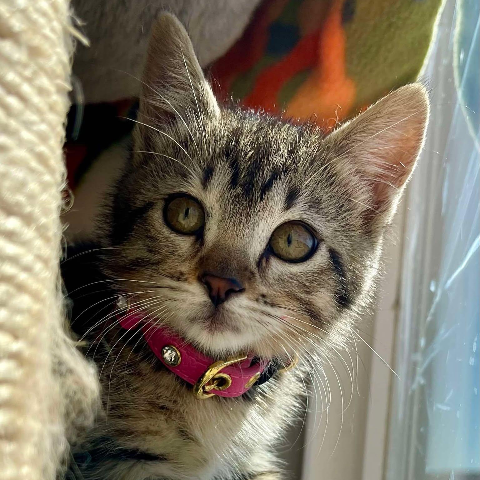 Tabitha