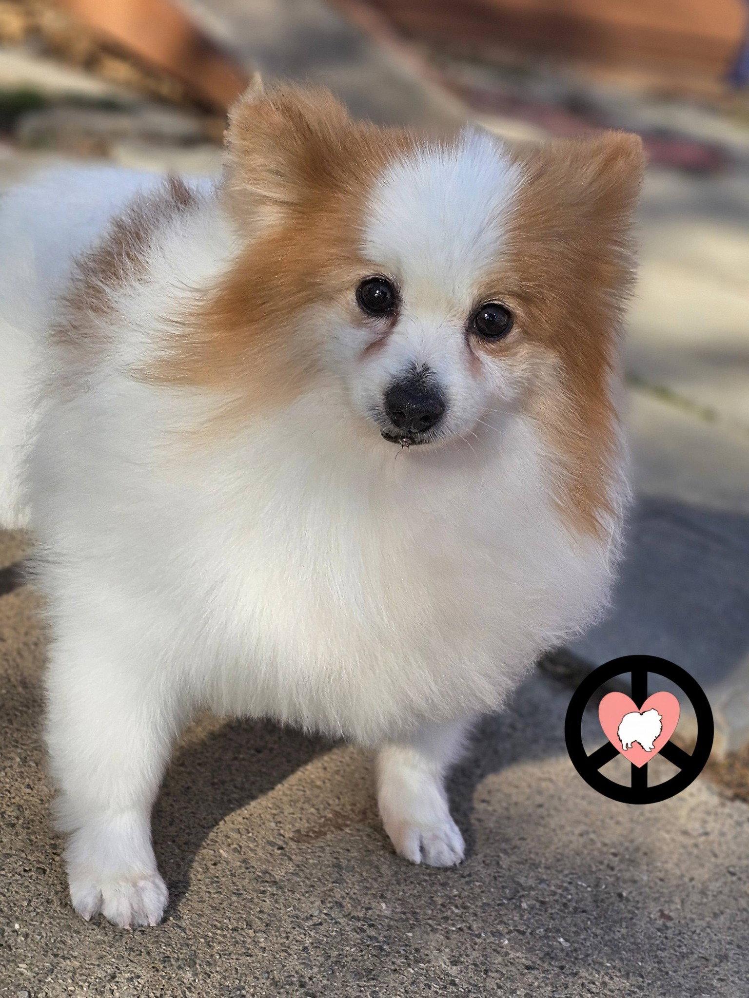 Benedict, Adoptable, Adult Male Pomeranian.