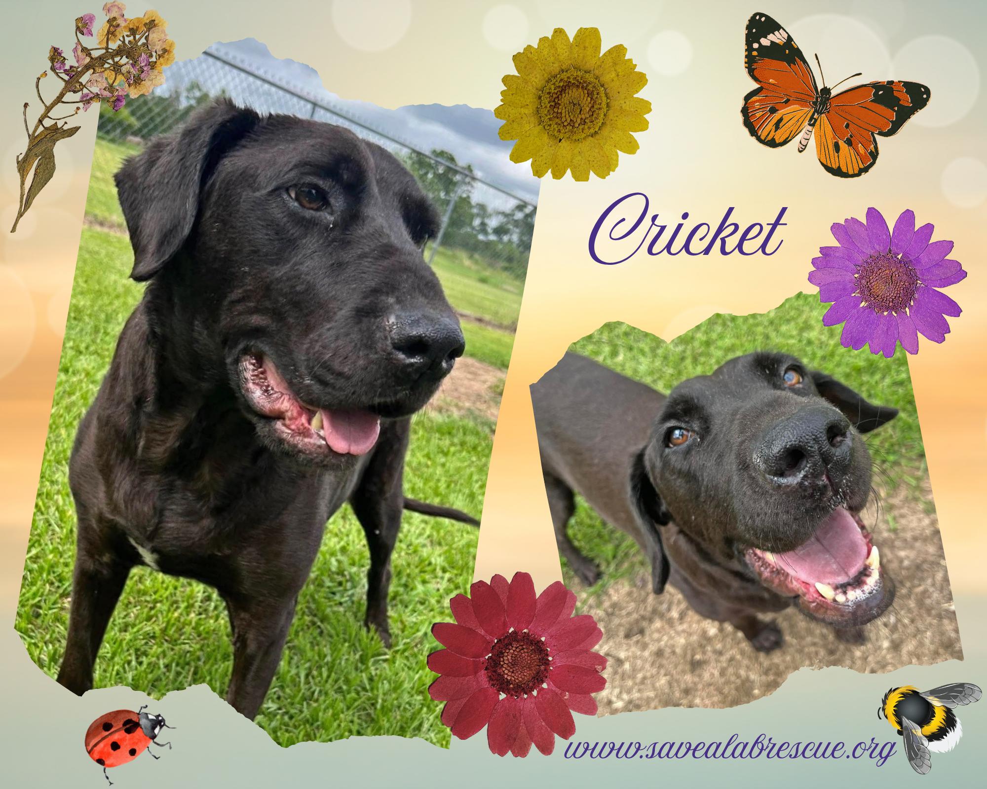 Enlarge Cricket, a ADOPTABLE mixed breed in Middletown, RI image 1/1