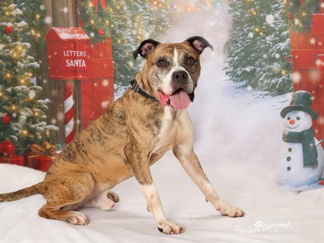 Enlarge ZILLA, a Adoptable mixed breed in Omaha, NE image 1/1