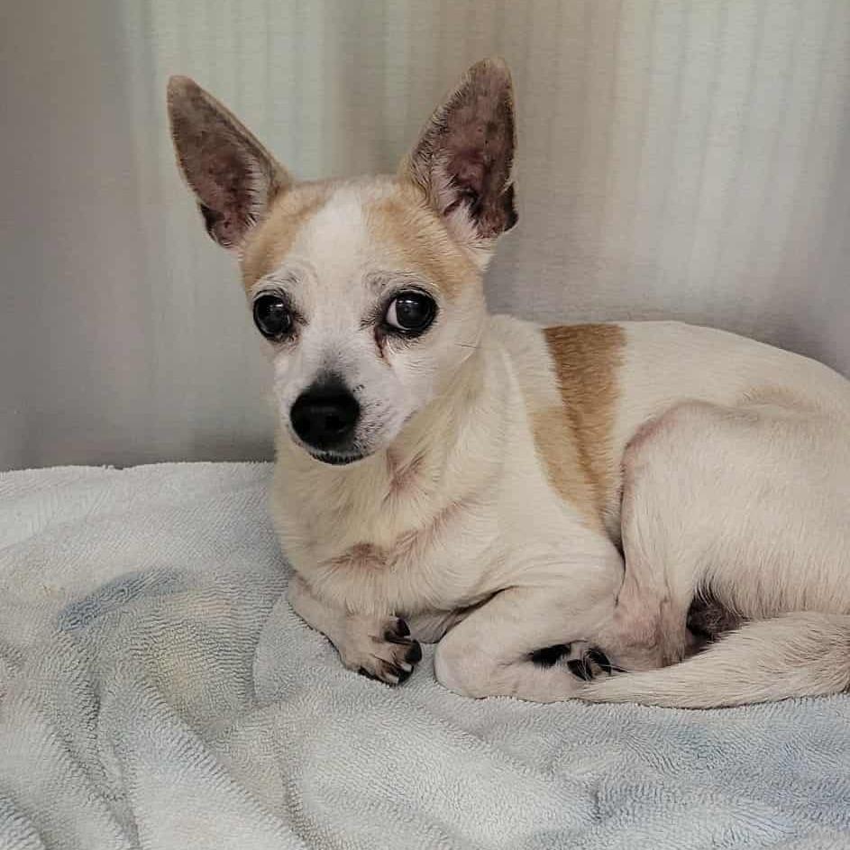Chippy, Adoptable, Senior Male Chihuahua.