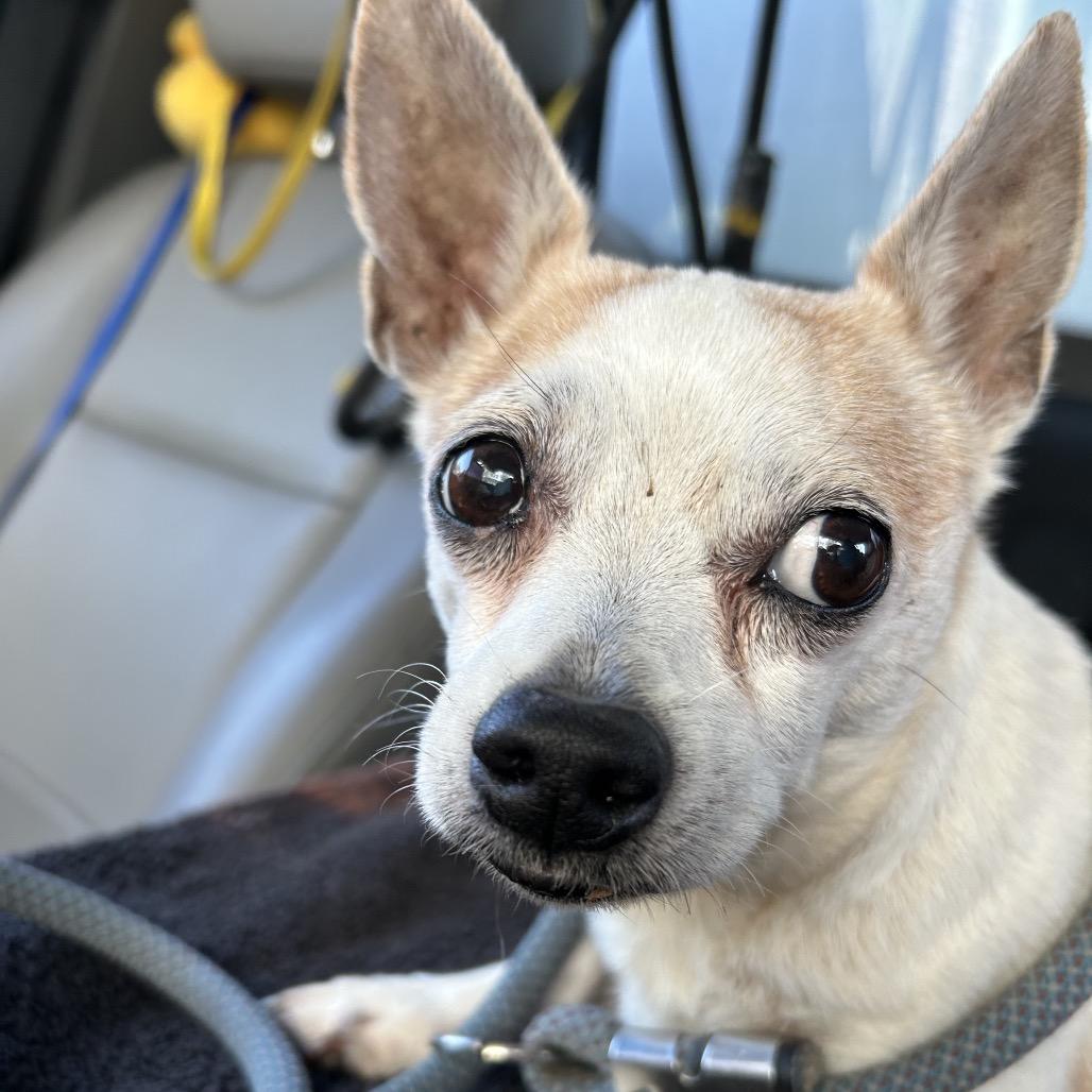 Enlarge Chippy, a Adoptable mixed breed in Galveston, TX image 1/3
