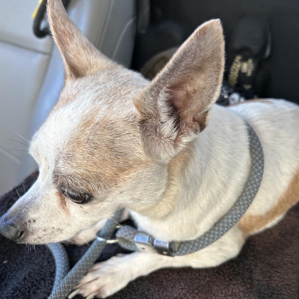 Enlarge Chippy, a Adoptable mixed breed in Galveston, TX image 3/3