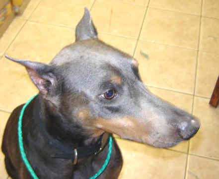 Skye, a Adopted Doberman Pinscher in Saint Charles, MO image 1/3
