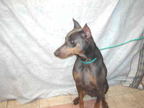 Skye, a Adopted Doberman Pinscher in Saint Charles, MO image 2/3