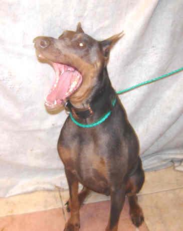 Skye, a Adopted Doberman Pinscher in Saint Charles, MO image 3/3
