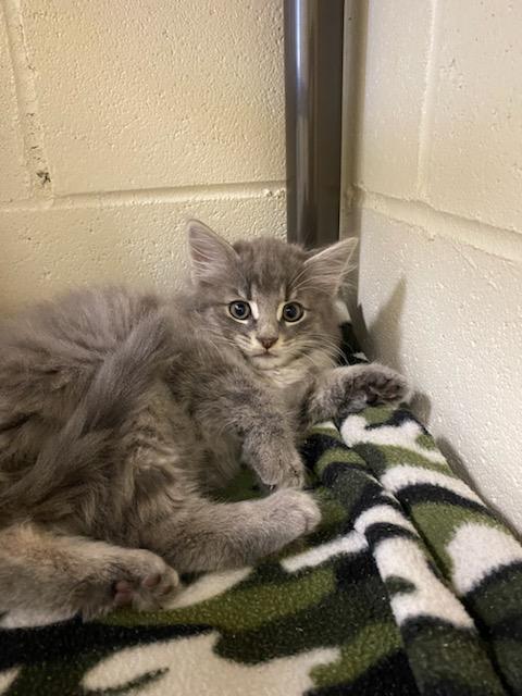 Stormy, adopted, Kitten Female Domestic Medium Hair.