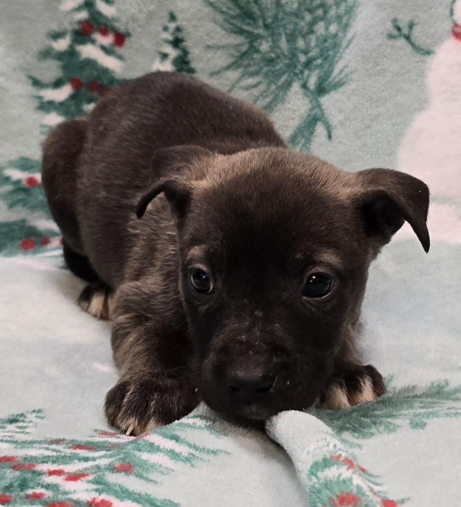 Enlarge Kiwi, a Adoptable mixed breed in Murphysboro, IL image 1/3