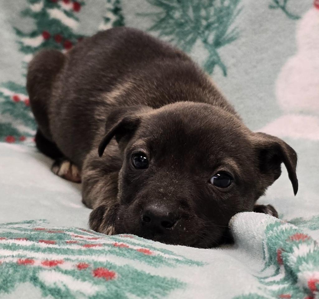 Enlarge Kiwi, a Adoptable mixed breed in Murphysboro, IL image 2/3