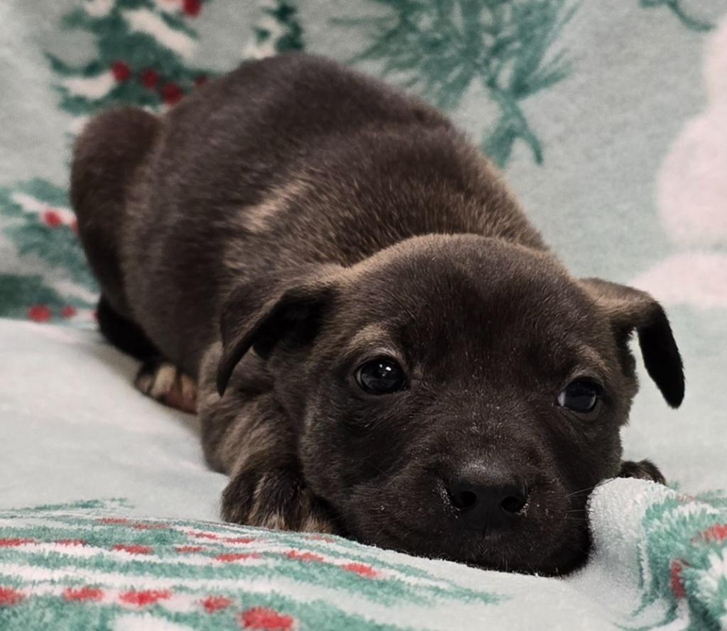 Enlarge Kiwi, a Adoptable mixed breed in Murphysboro, IL image 3/3