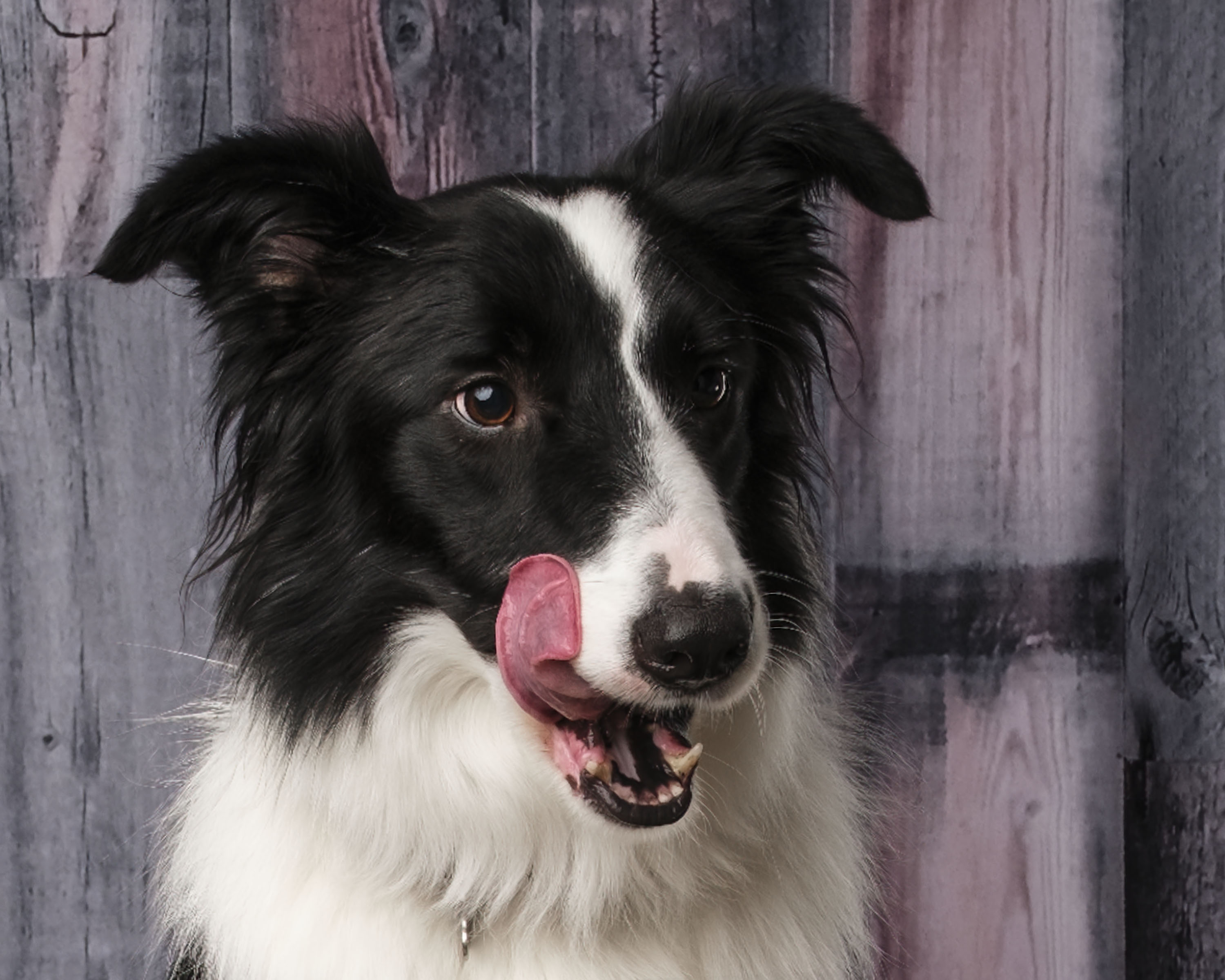 Enlarge Jack, a Adopted Border Collie in Augusta, GA image 4/4