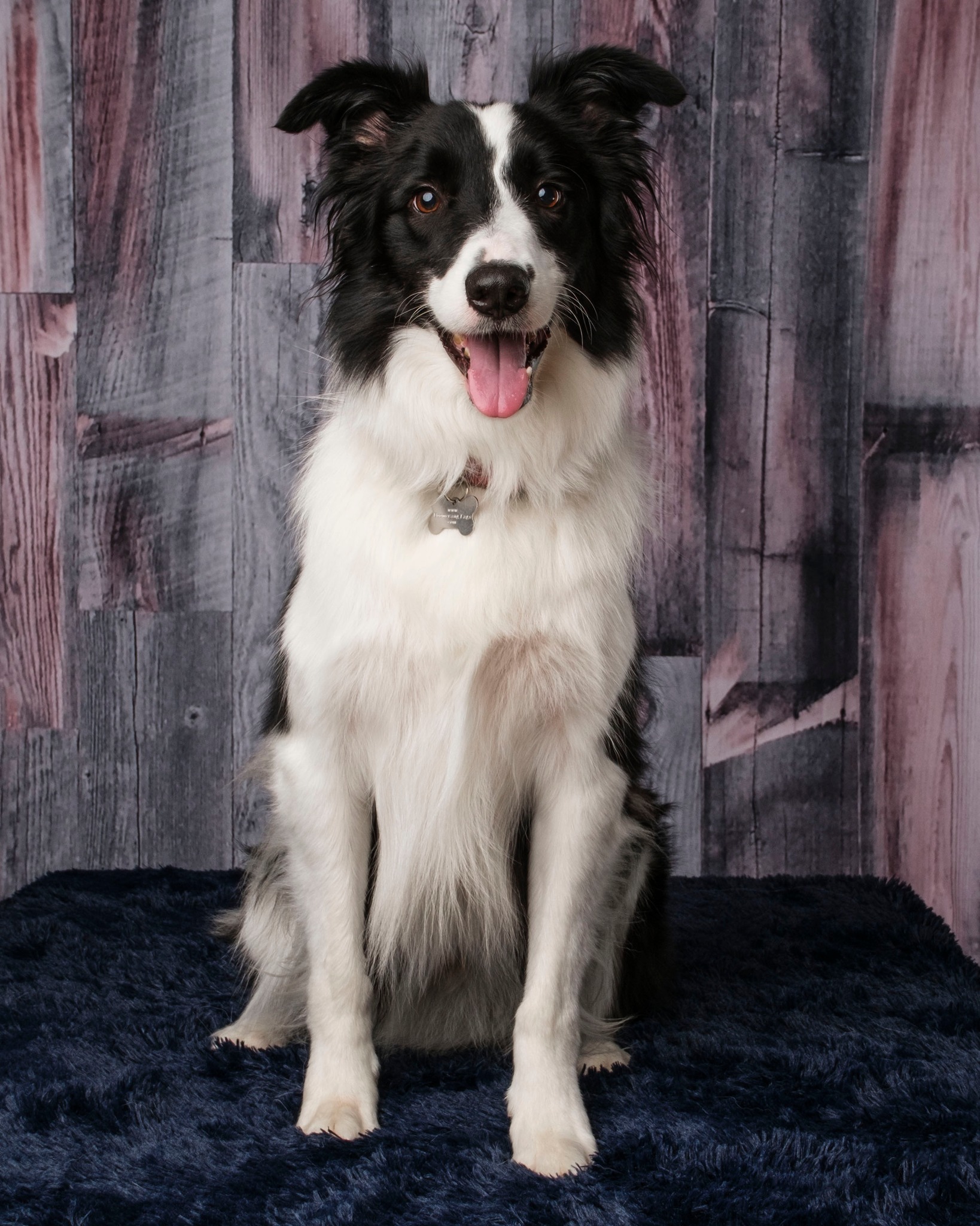 Enlarge Jack, a Adopted Border Collie in Augusta, GA image 2/4