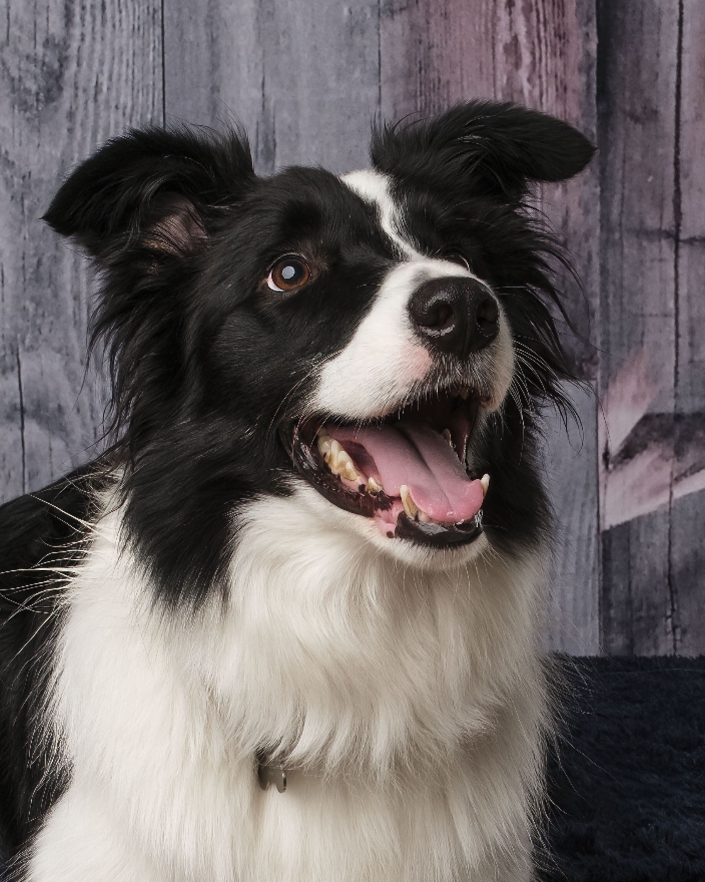 Enlarge Jack, a Adopted Border Collie in Augusta, GA image 3/4