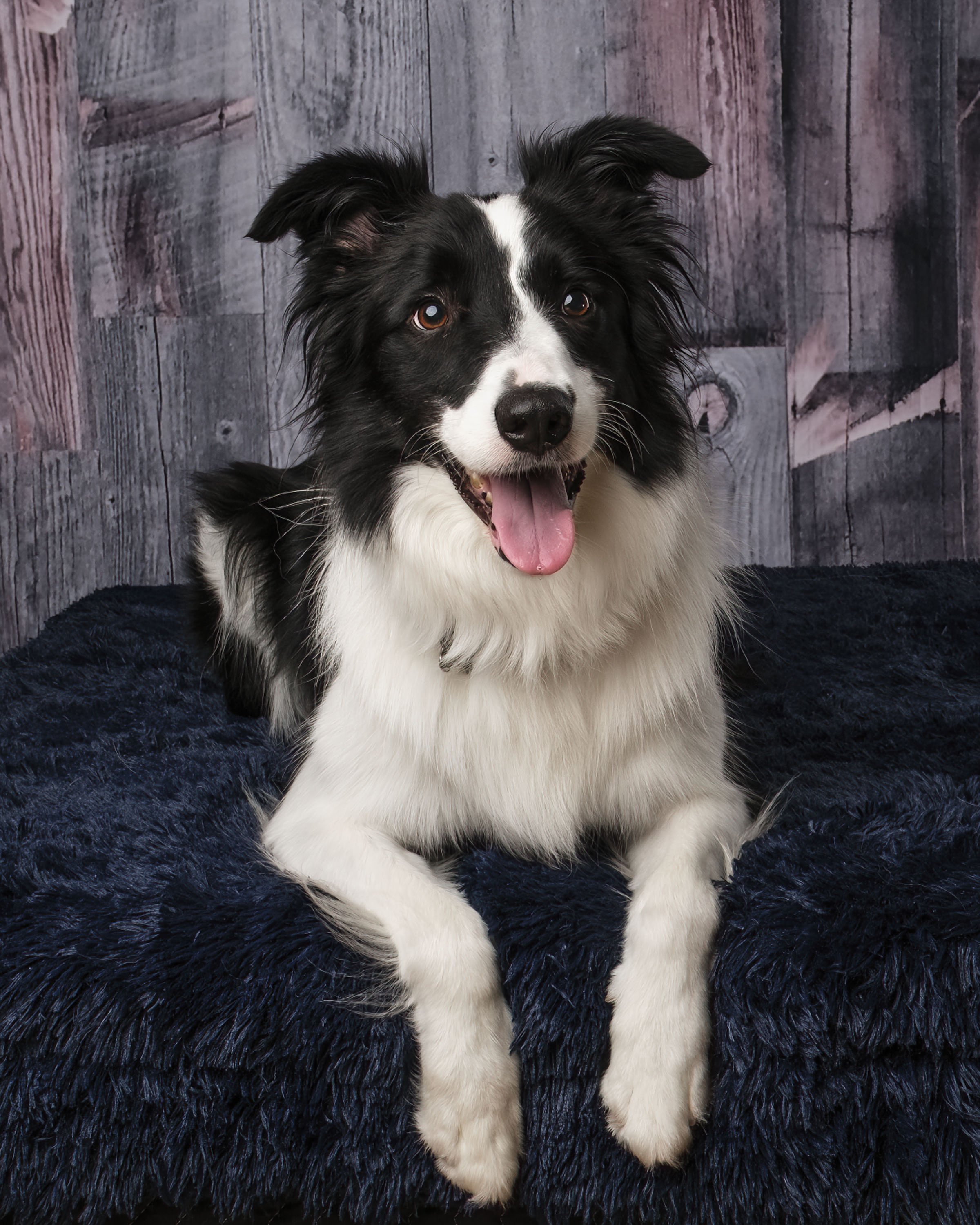 Enlarge Jack, a Adopted Border Collie in Augusta, GA image 1/4