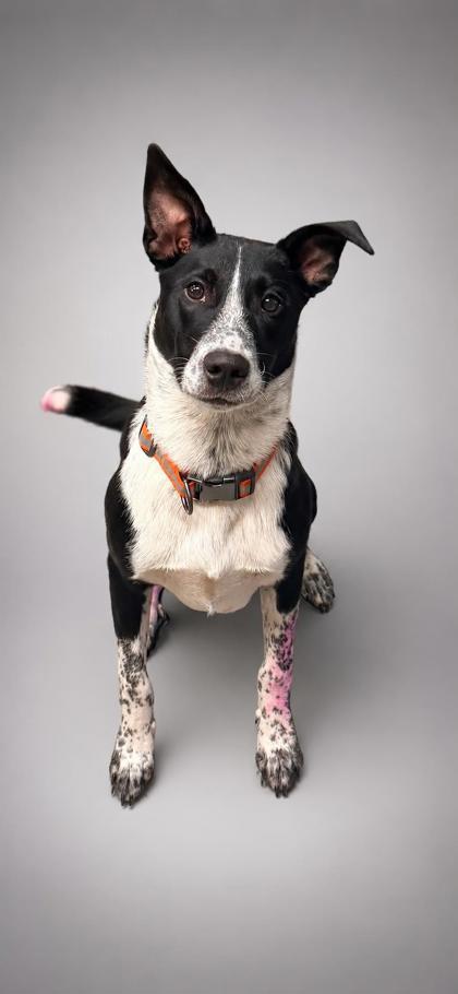 Guppie, a Adoptable mixed breed in Bowling Green, KY image 1/2