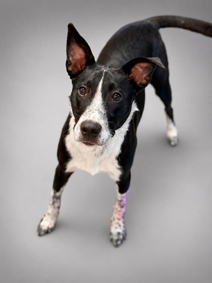 Guppie, a Adoptable mixed breed in Bowling Green, KY image 2/2