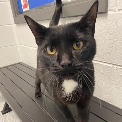 Mom Cat, a Adoptable Domestic Short Hair in Dayton, OH image 1/3