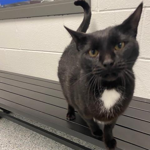 Mom Cat, a Adoptable Domestic Short Hair in Dayton, OH image 2/3