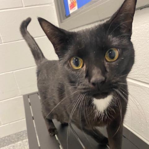 Mom Cat, a Adoptable Domestic Short Hair in Dayton, OH image 3/3