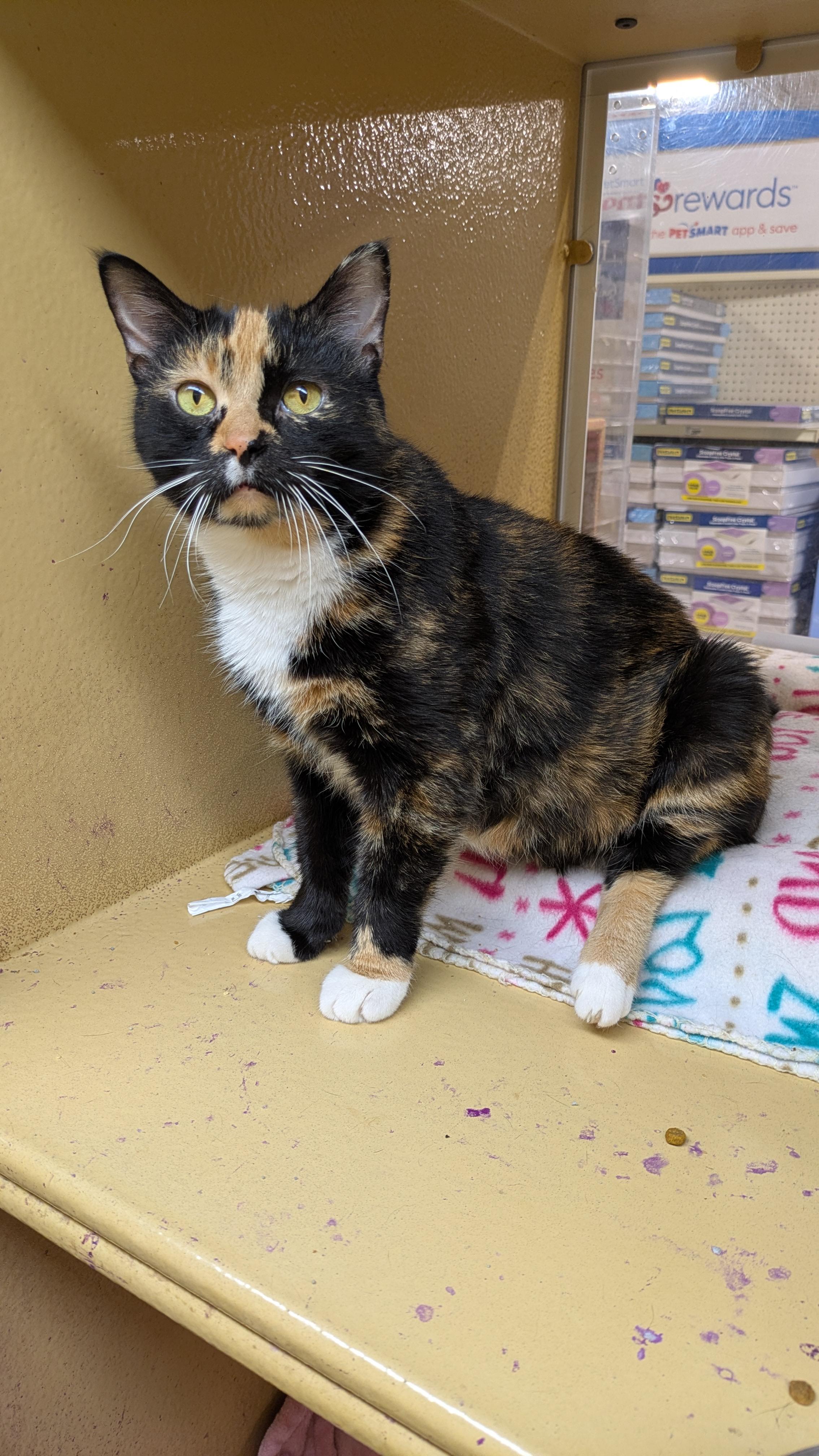 Enlarge Marmalade, a Adoptable Calico in Buffalo, NY image 5/5