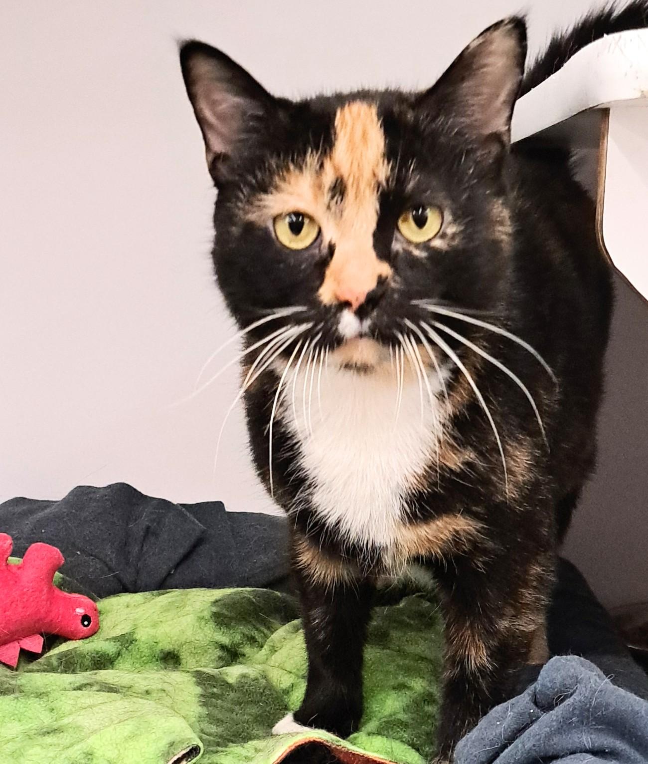 Marmalade, ADOPTABLE, Adult Female Calico.
