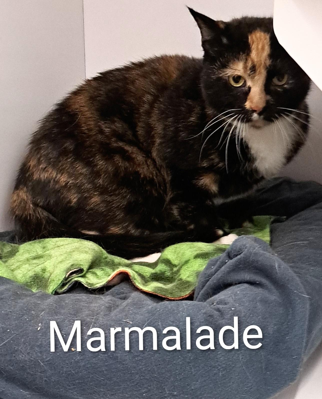 Marmalade, a ADOPTABLE Calico in Buffalo, NY image 2/3