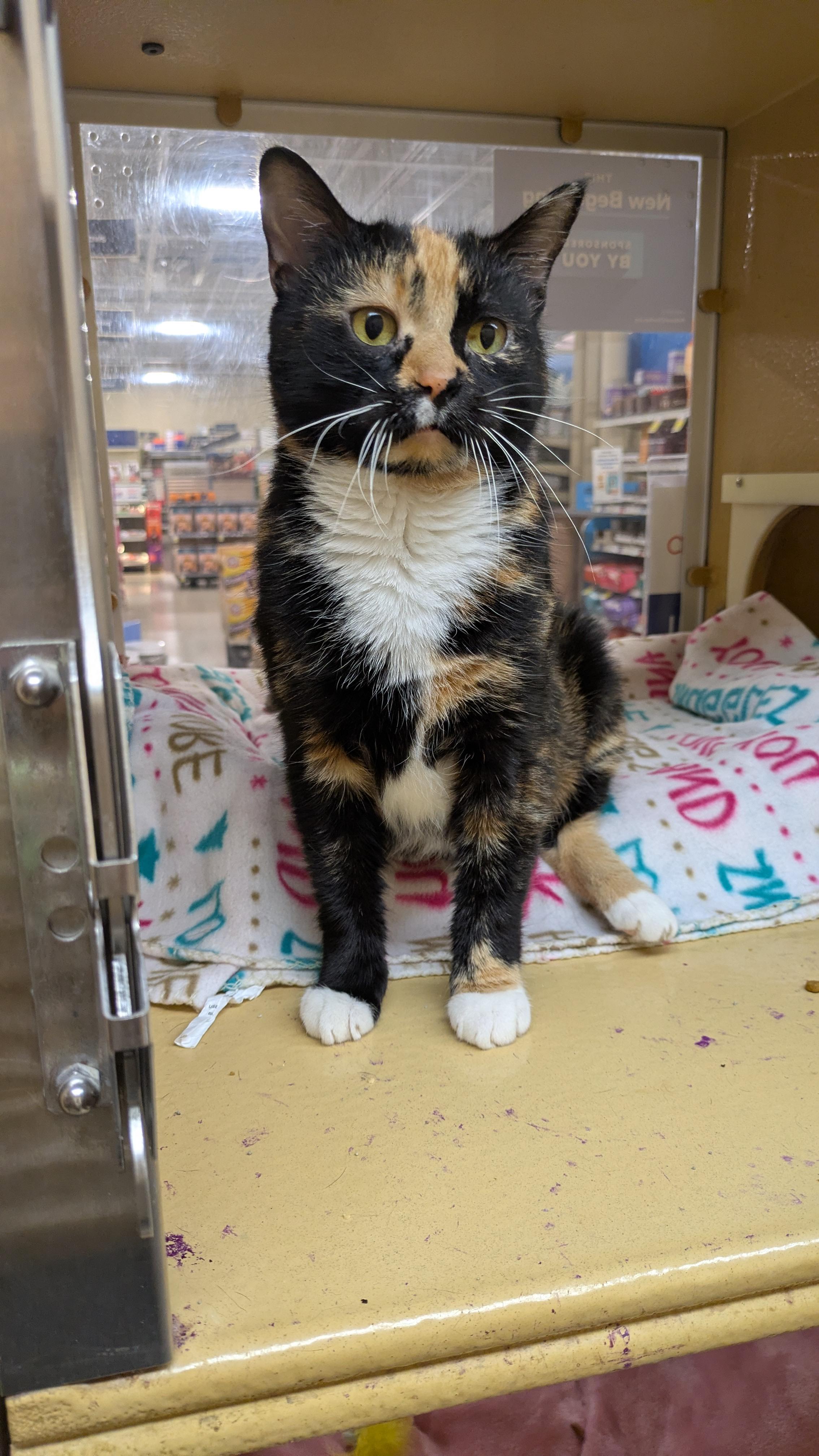 Marmalade, Adoptable, Adult Female Calico.