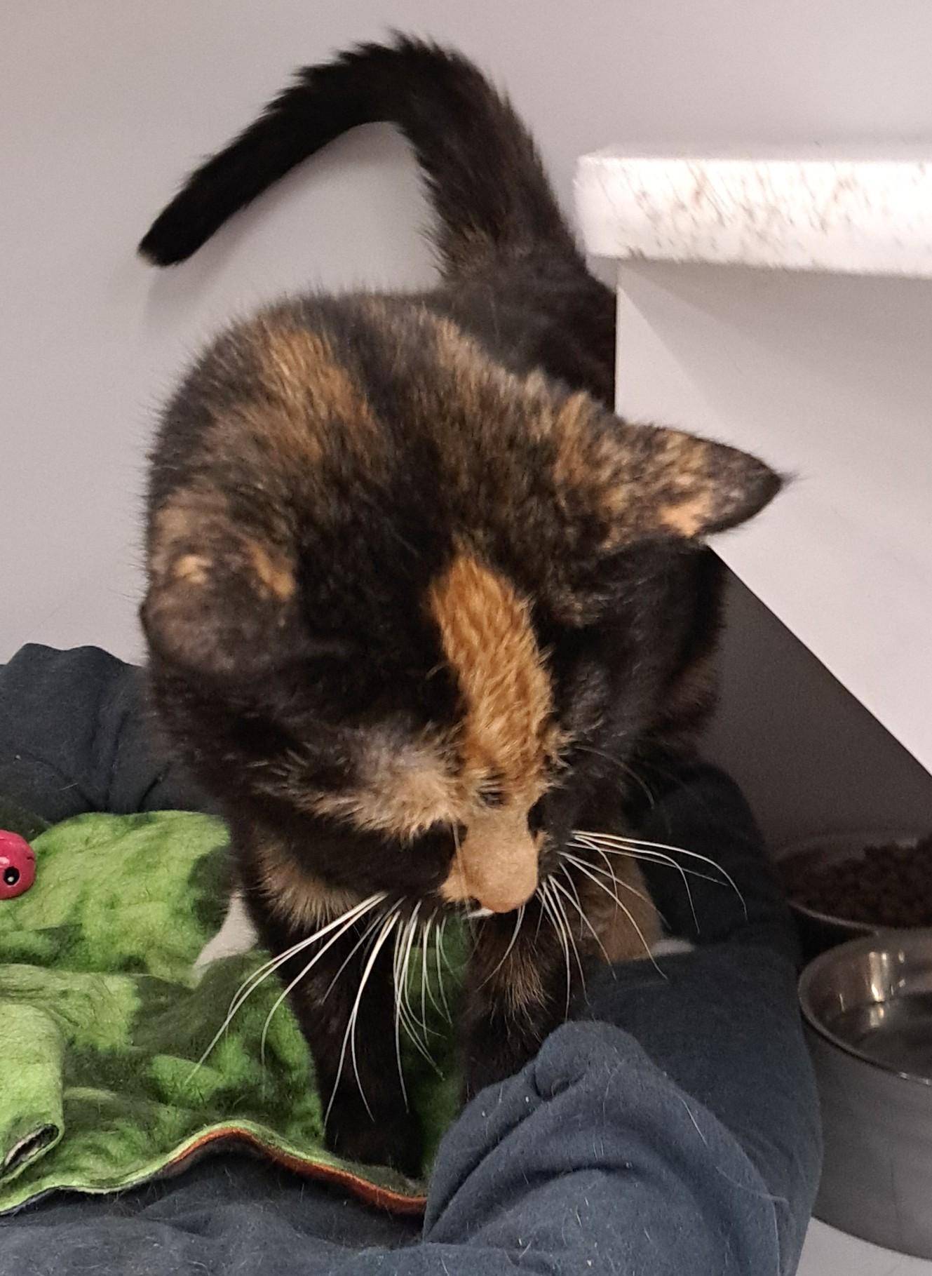 Marmalade, a ADOPTABLE Calico in Buffalo, NY image 3/3