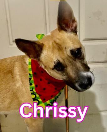 Enlarge Chrissy, a Adoptable mixed breed in Burnsville , MN image 1/6