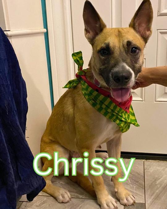 Enlarge Chrissy, a Adoptable mixed breed in Burnsville , MN image 2/6