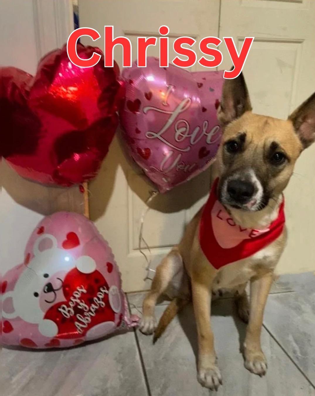 Enlarge Chrissy, a Adoptable mixed breed in Burnsville , MN image 3/6