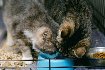 Pappy — thumbnail 3