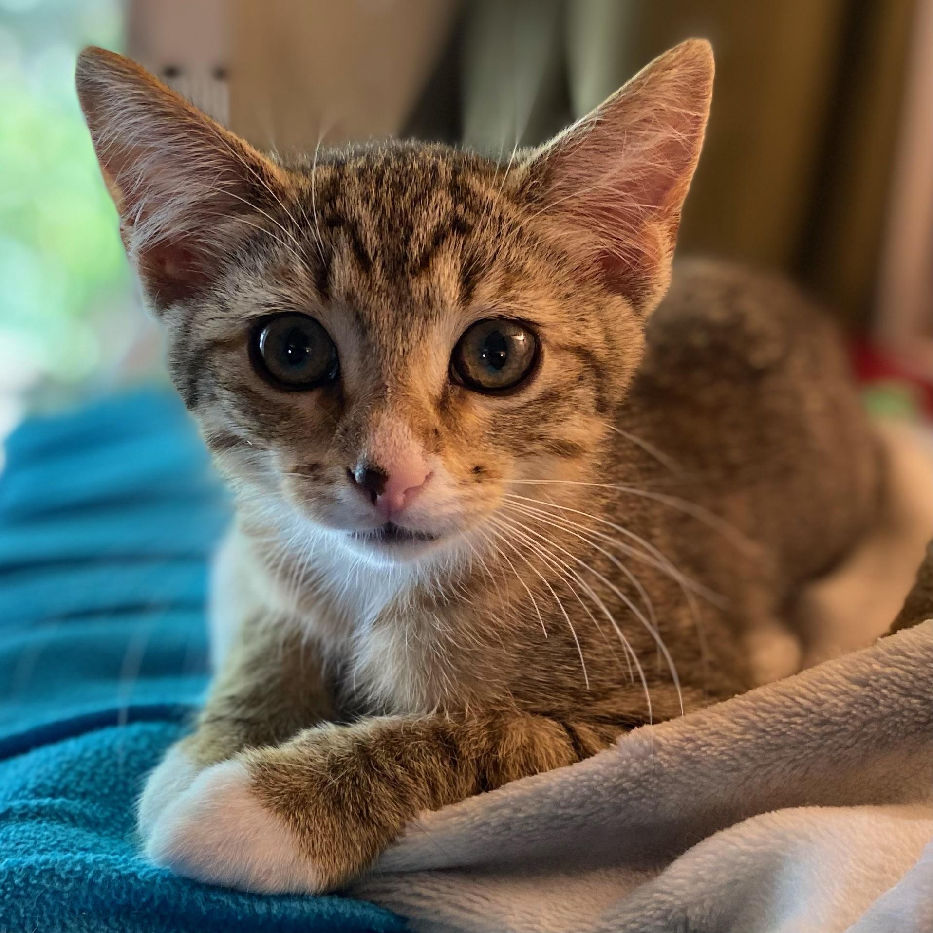 Name Nadine Date of Birth April 1 2025 Rescue Story Rescued from a cat colony at a young age Na