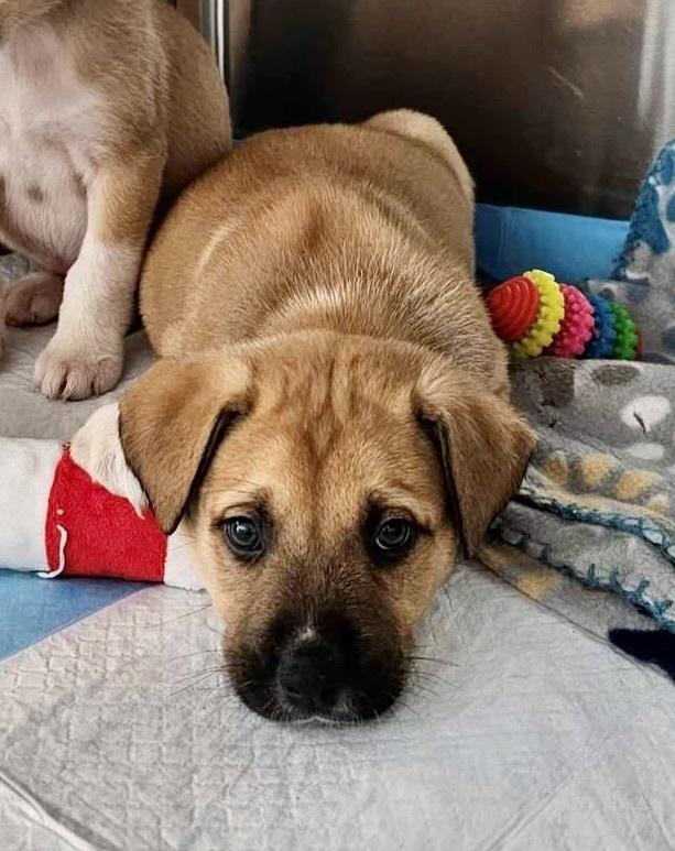 Enlarge Hermy, a Adoptable Mixed Breed in Roanoke Rapids, NC image 1/1