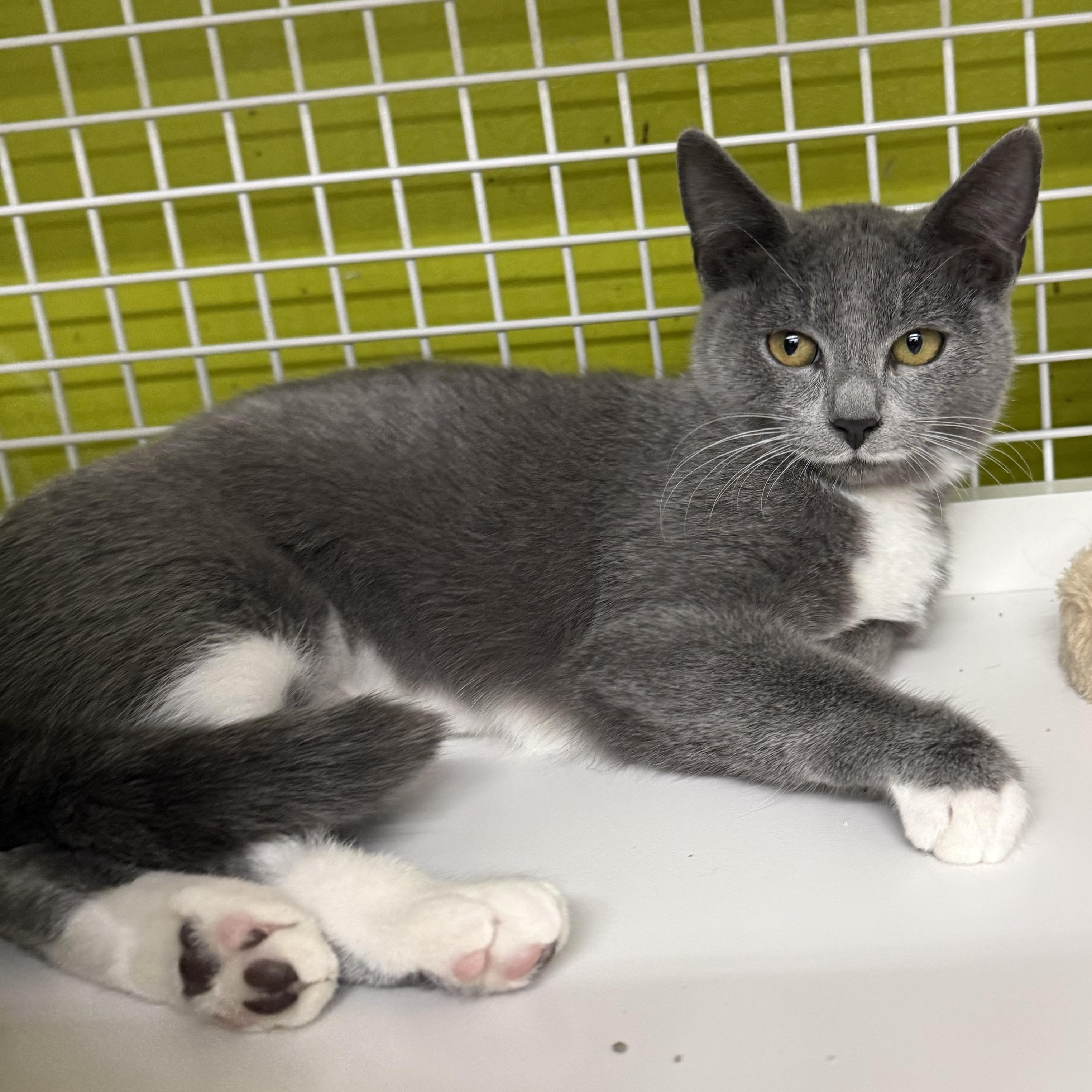 Ghostie, adopted, Kitten Female Domestic Short Hair.
