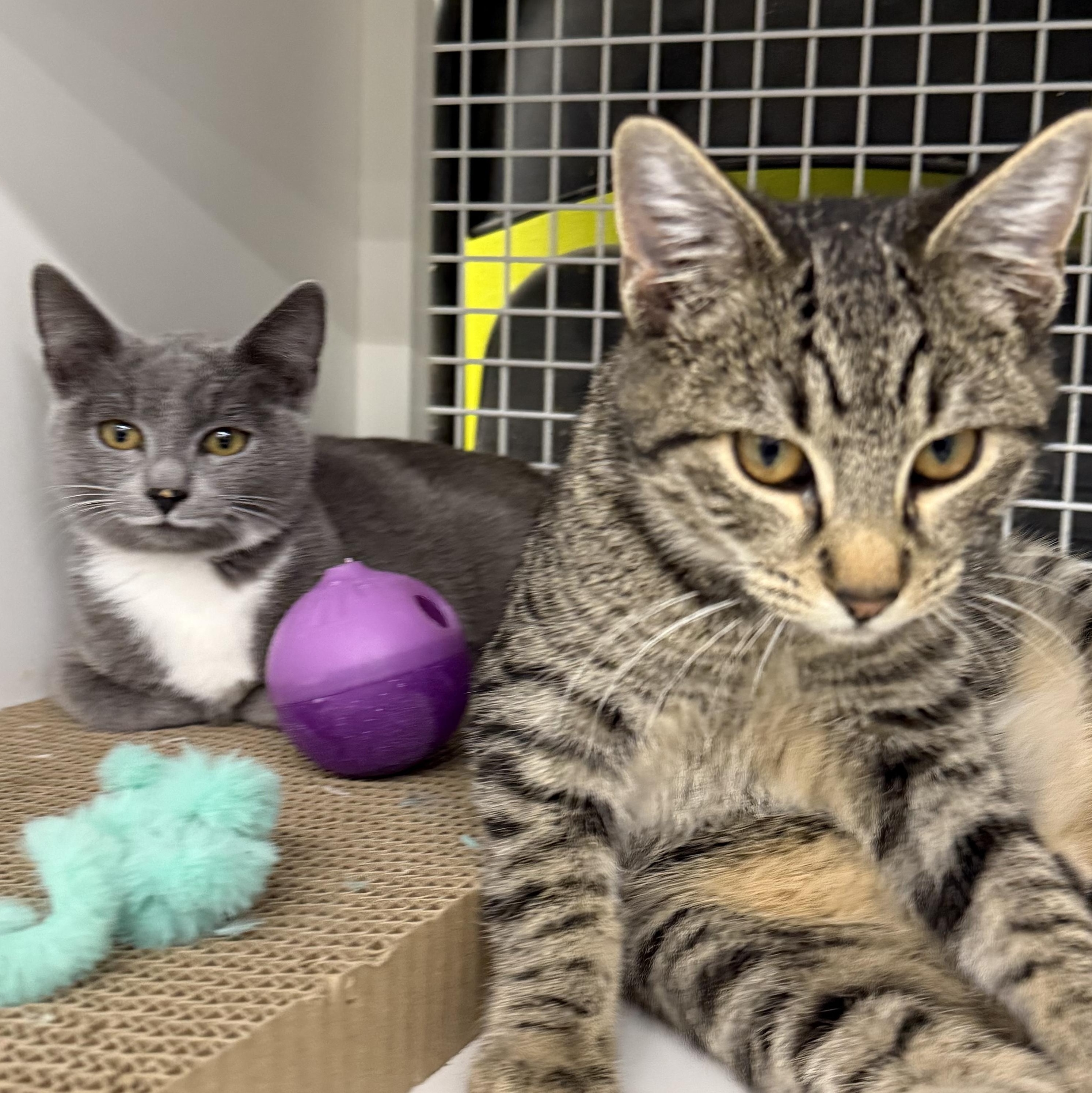 Enlarge Ghostie, an adopted Domestic Short Hair in Brentwood, CA image 2/2