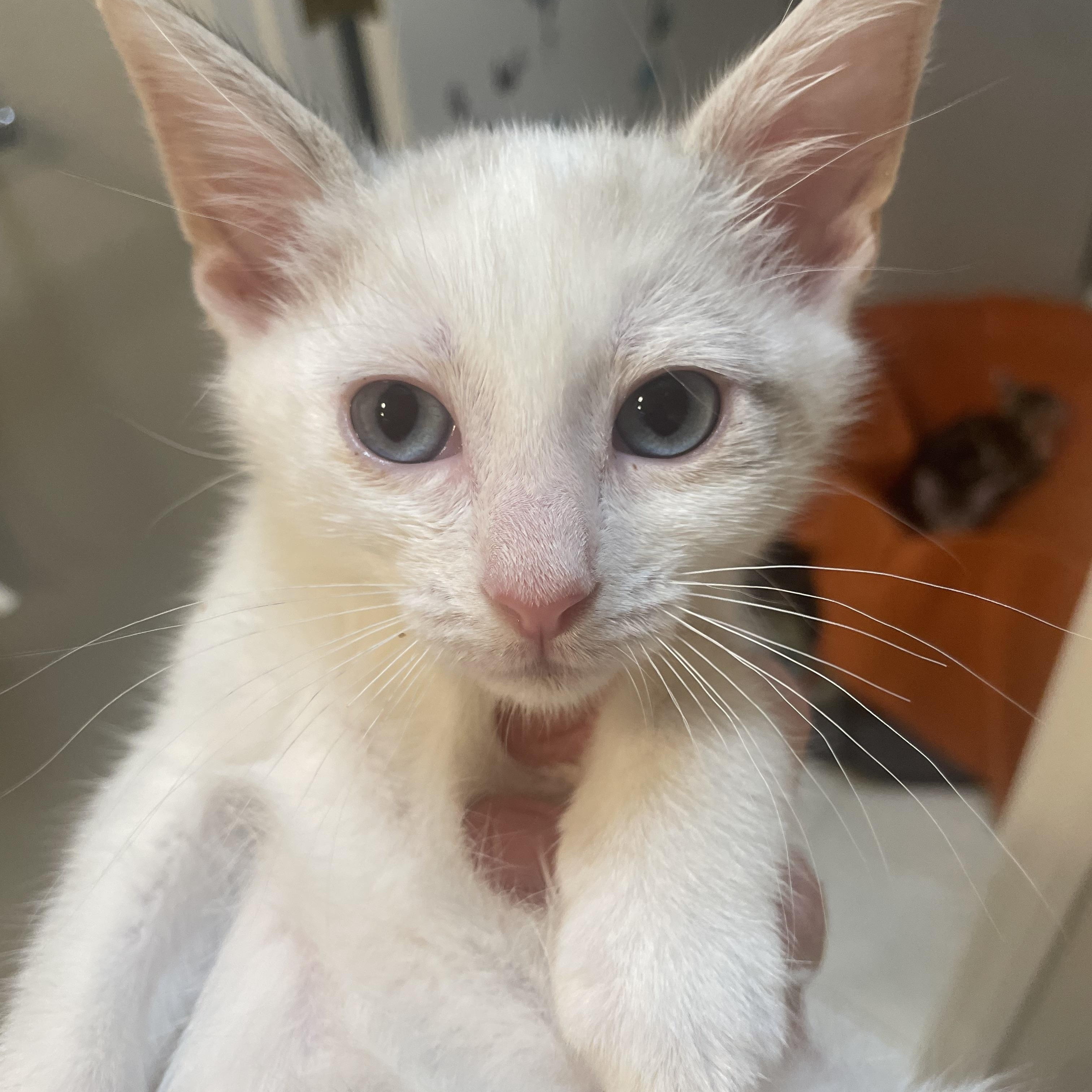 Samira, a Adoptable mixed breed in Albuquerque, NM image 1/5