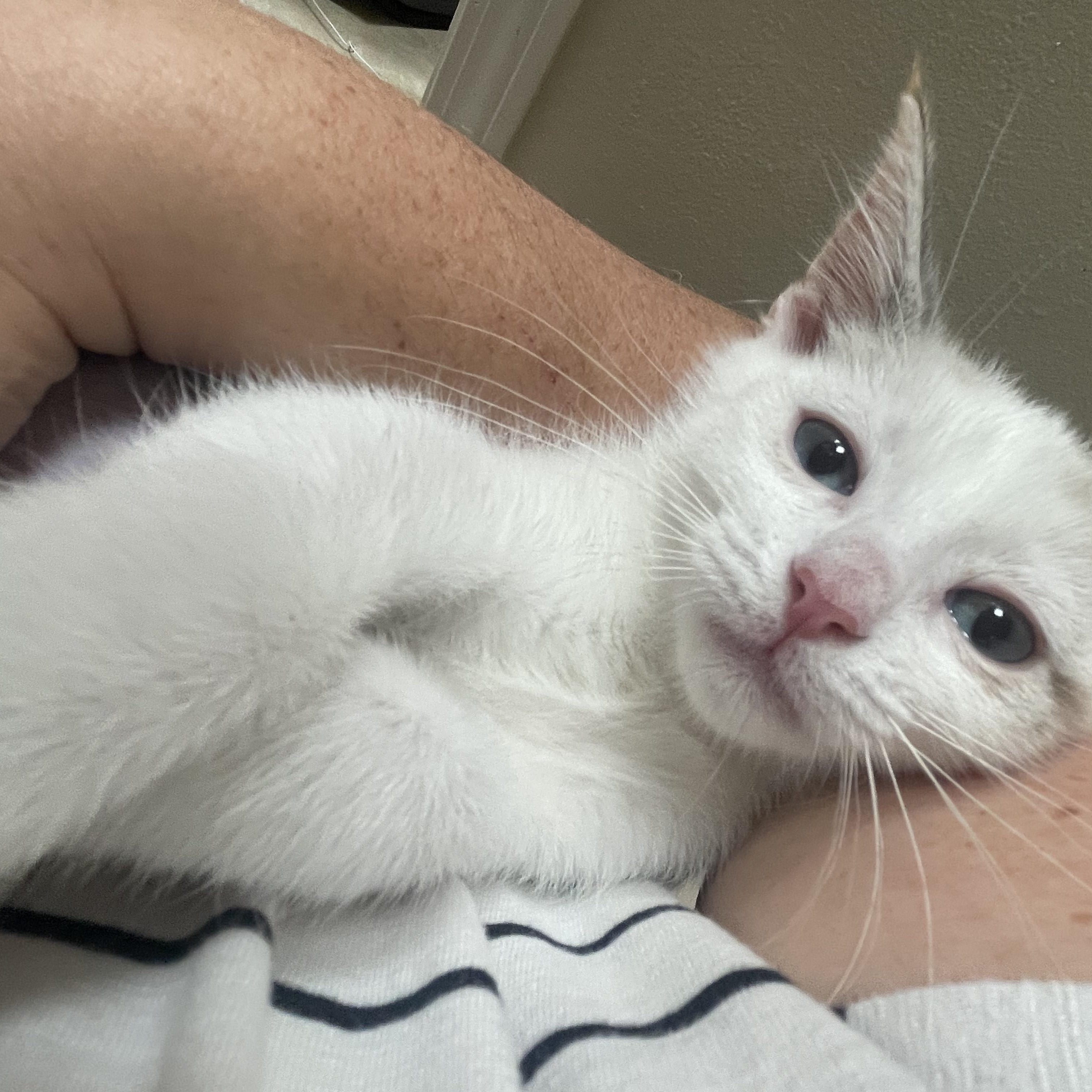 Samira, a Adoptable mixed breed in Albuquerque, NM image 3/5