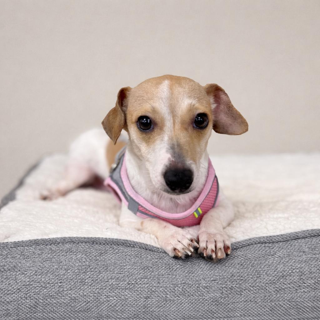 Enlarge Lucy, a Adoptable mixed breed in Baton Rouge, LA image 1/2