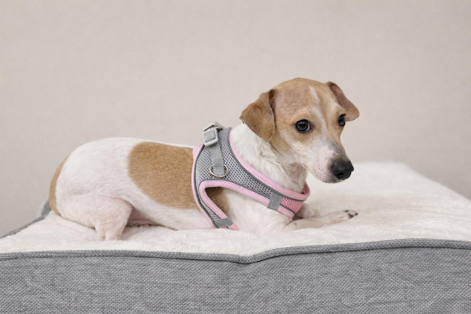 Enlarge Lucy, a Adoptable mixed breed in Baton Rouge, LA image 2/2