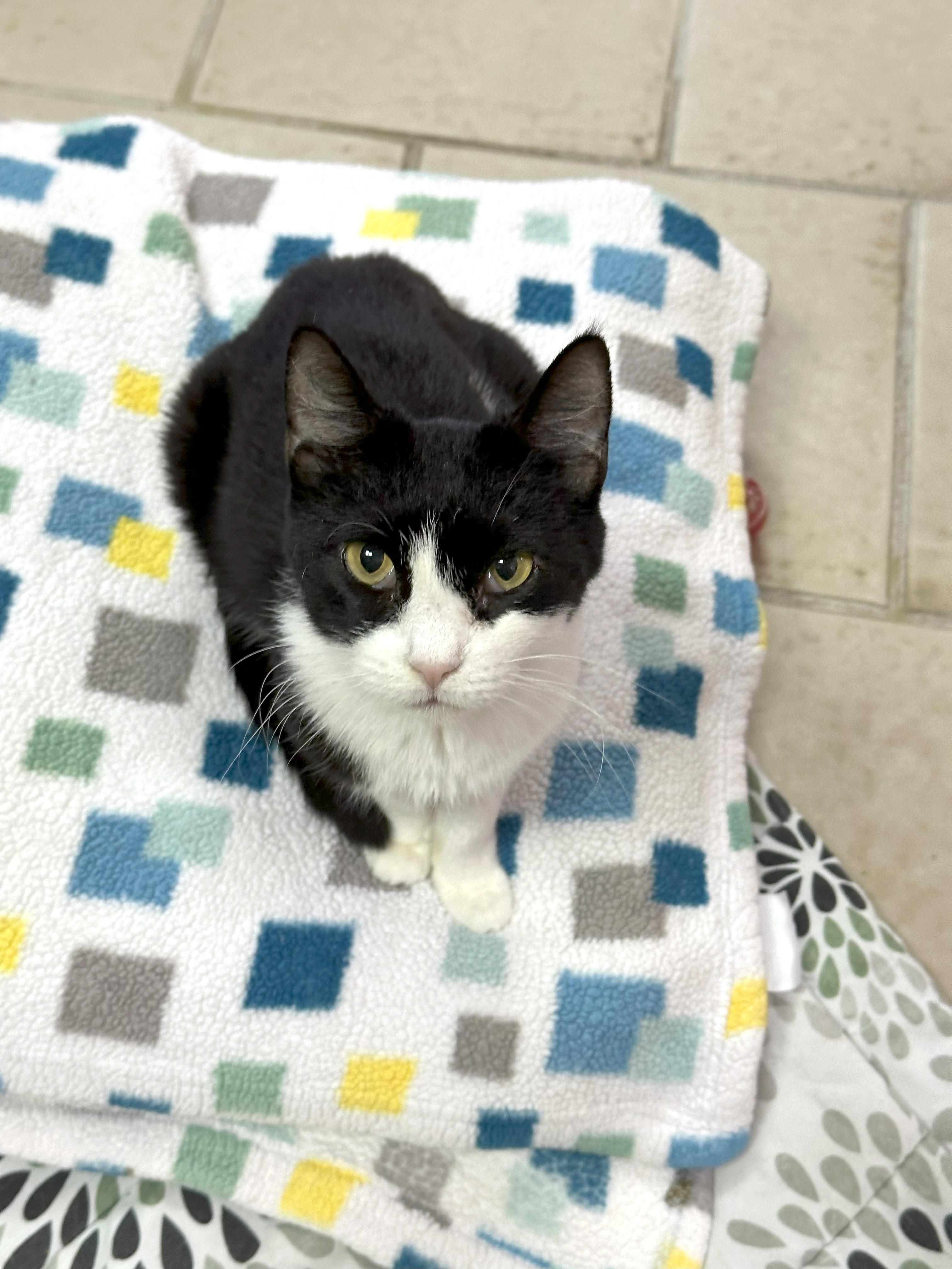 Star, a Adoptable Domestic Short Hair in Crystal Lake, IL image 2/4