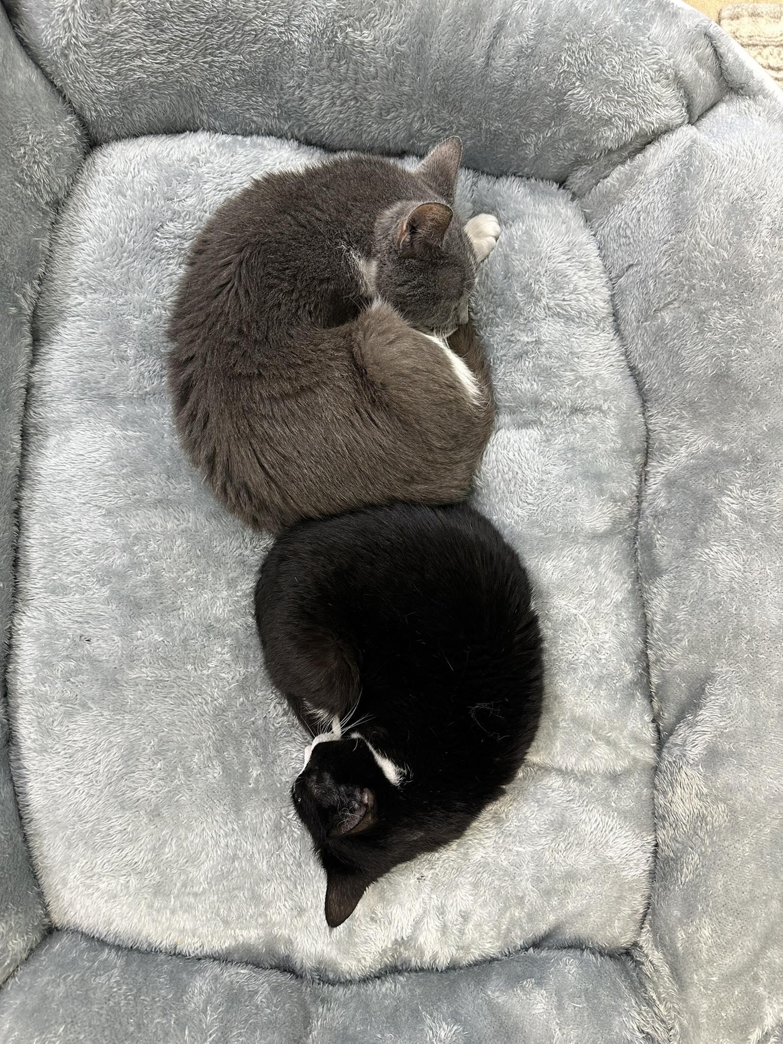 Star, a Adoptable Domestic Short Hair in Crystal Lake, IL image 3/4