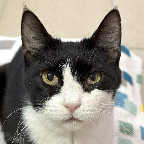 Star, a Adoptable Domestic Short Hair in Crystal Lake, IL image 1/4