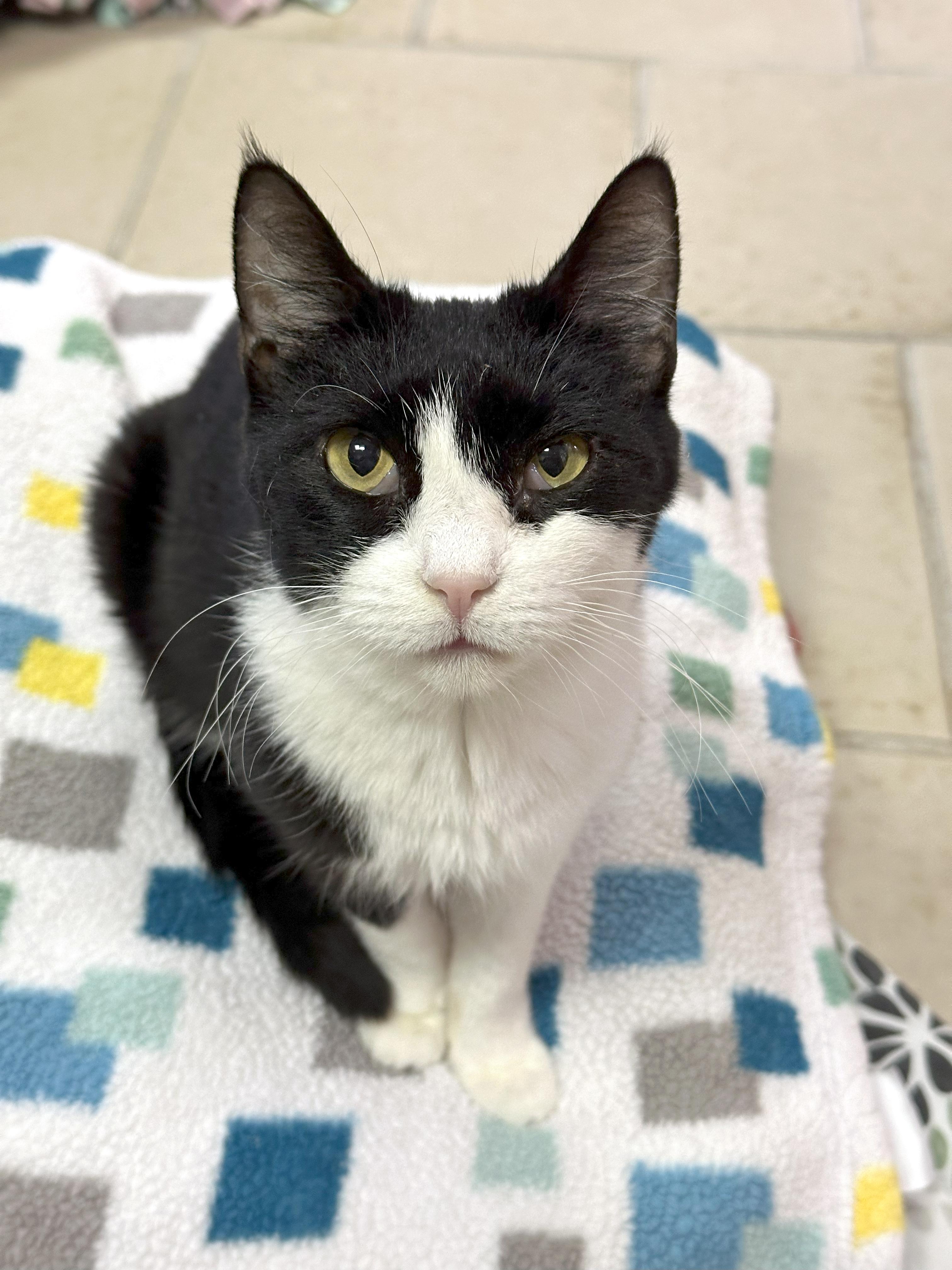 Star, a Adoptable Domestic Short Hair in Crystal Lake, IL image 4/4