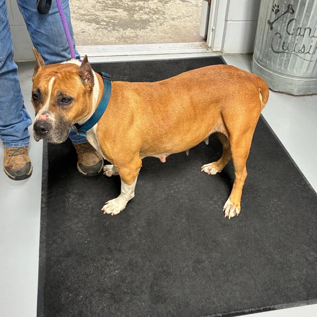 Mercy, Adoptable, Adult Female Pit Bull Terrier & Pit Bull Terrier.