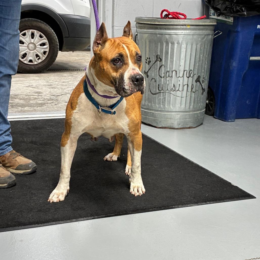 Mercy, a Adoptable mixed breed in Morganfield, KY image 2/5