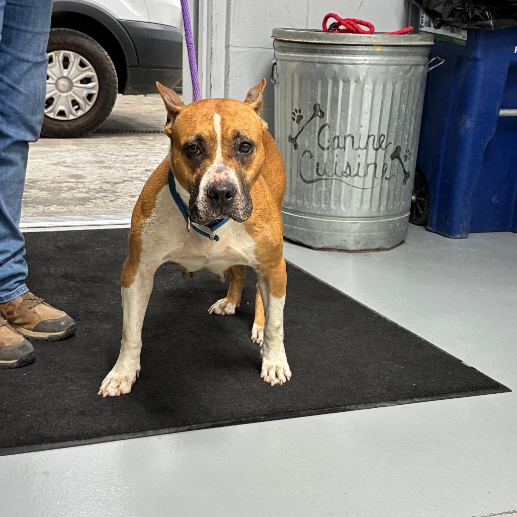 Mercy, a Adoptable mixed breed in Morganfield, KY image 3/5