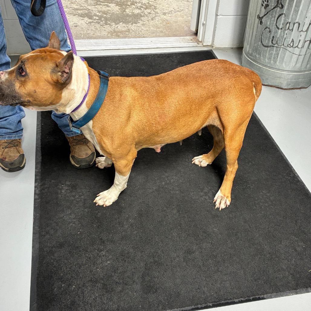 Mercy, a Adoptable mixed breed in Morganfield, KY image 4/5