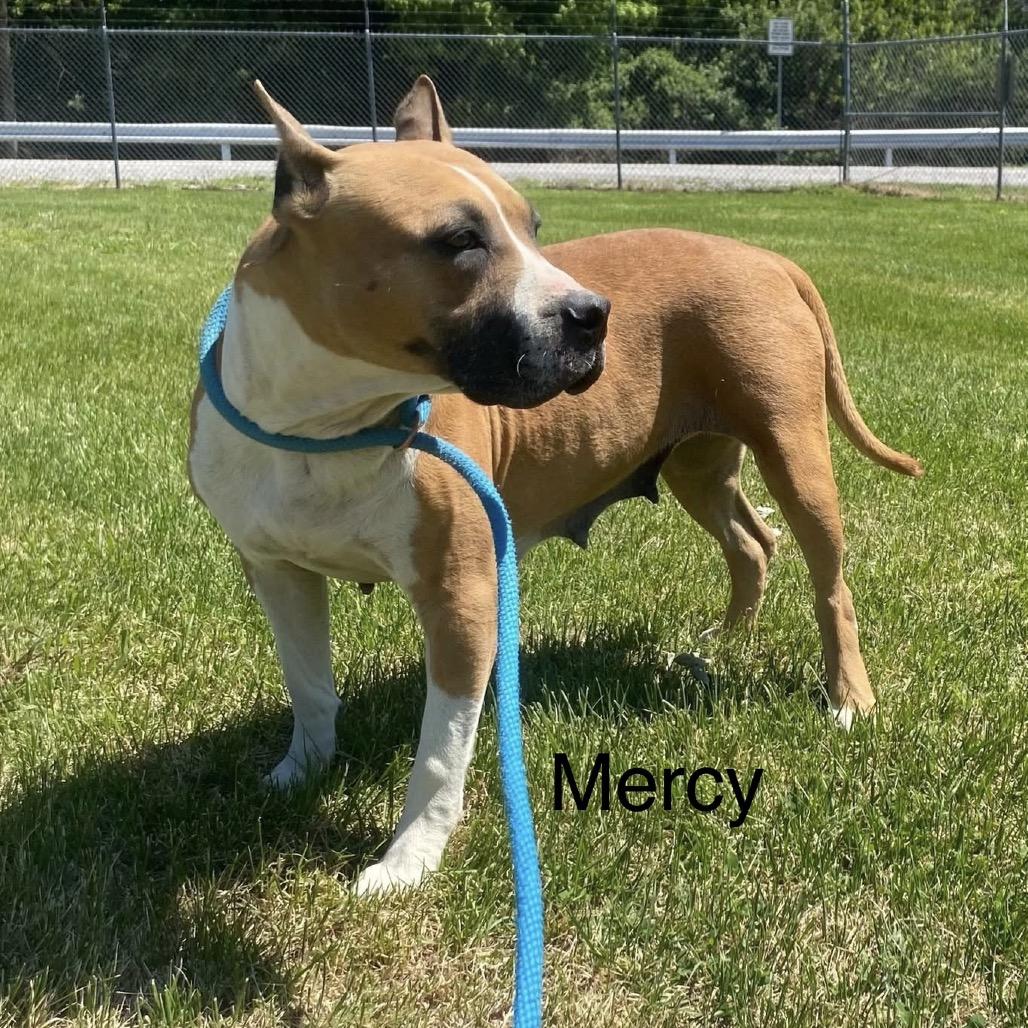 Enlarge Mercy, a Adoptable mixed breed in Morganfield, KY image 6/6
