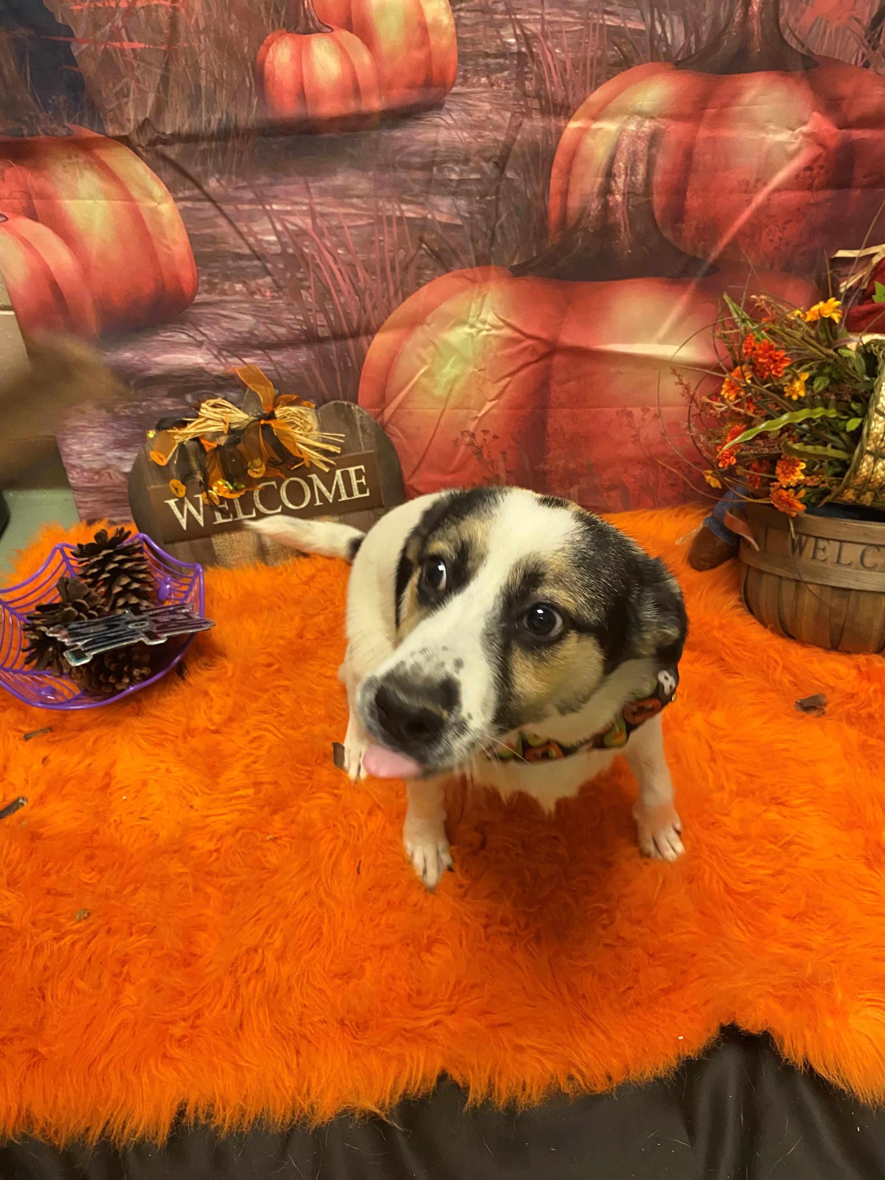 Enlarge Peaches 59552732, a Adopted mixed breed in Harvey , LA image 1/1